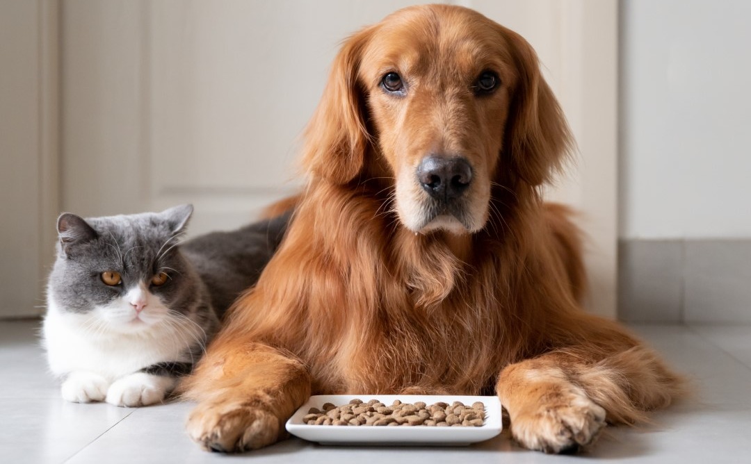 Totally Pawsome Reasons To Give Your Pet Olive Oil